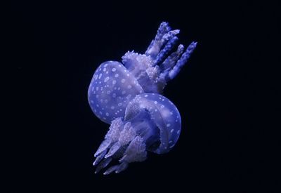Jellyfish swimming in sea