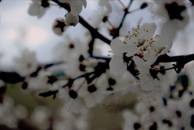 Close-up of white cherry blossoms in spring