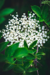 Close-up of white flowering plant