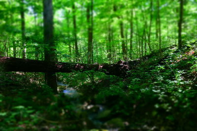 Close-up of horse in forest