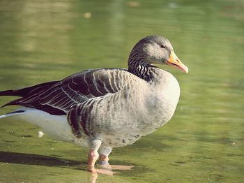 Duck drinking water