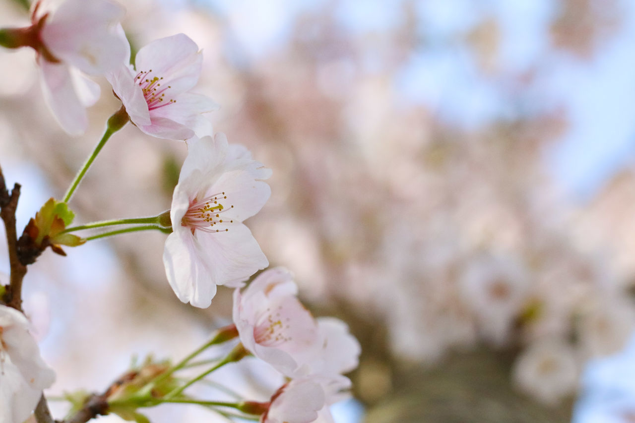 flower, nature, beauty in nature, fragility, close-up, growth, petal, no people, freshness, plant, springtime, day, flower head, outdoors, blossom, almond tree, tree