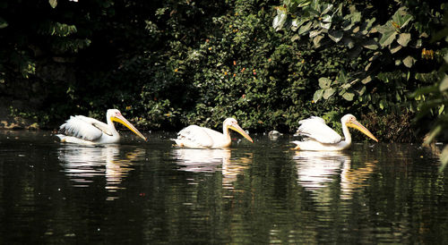 Swans swimming on lake