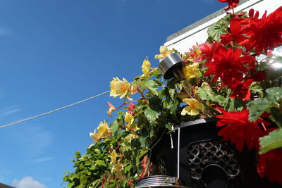 Low angle view of flowering plants against sky