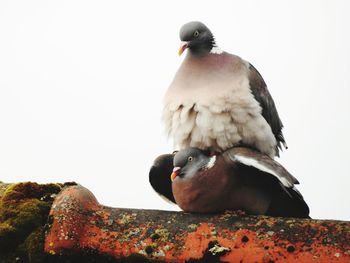 Low angle view of bird perching against clear sky