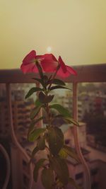 Close-up of red flowers against sky