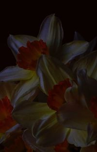 Close-up of flower over black background