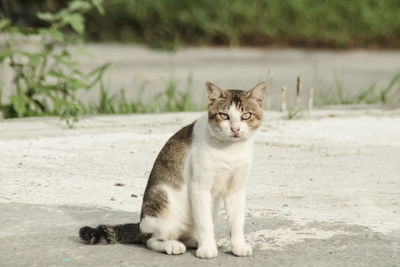 Portrait of a cat