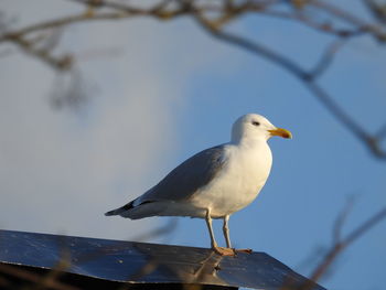 Low angle view of seagull perching on branch