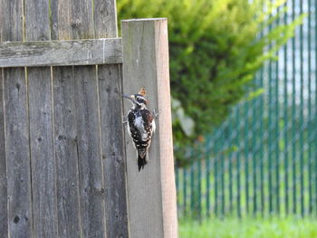 Close-up of woodpecker on wood post