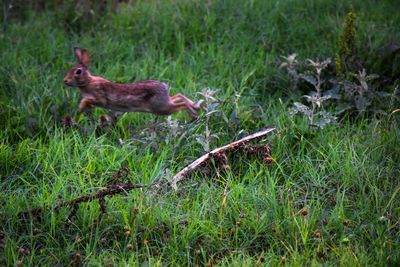 Close-up of squirrel on field