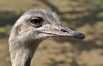 Close-up of a bird looking away