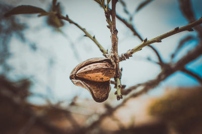 Close-up of dried plant on branch