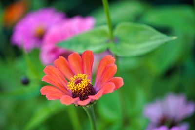 Close-up of orange flower