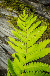 Close-up of leaf