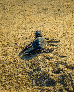 High angle view of bird on sand