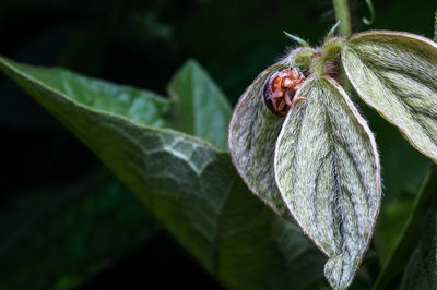 Close-up of caterpillar on plant