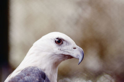 Close-up side view of a white bellied sea eagle