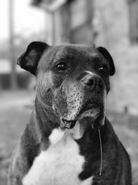 Close-up portrait of dog