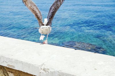Rear view of seagull taking off from retaining wall against sea