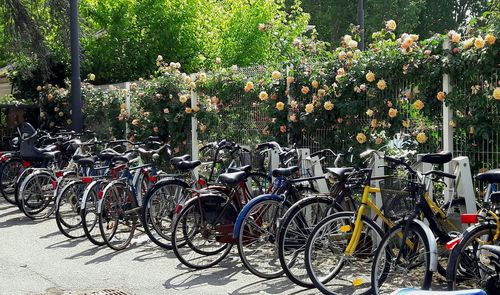 Bicycles parked in row