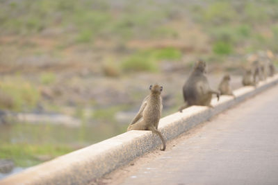 Flock of sheep sitting on a wall