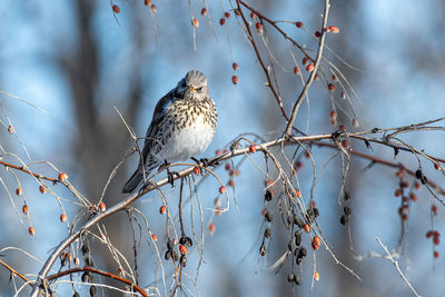 Low angle view of birds perching on tree