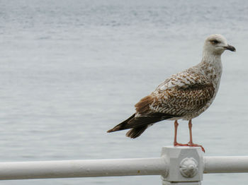 Close-up of seagull perching on railing against sea