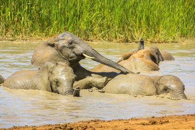 View of elephant in lake