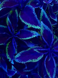 Full frame shot of green leaves