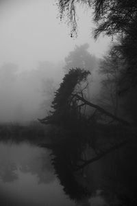 Tree by lake against sky