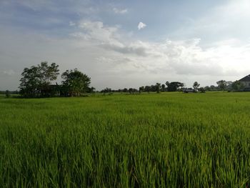 Scenic view of agricultural field against sky