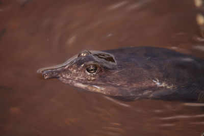 Close-up of turtle in lake