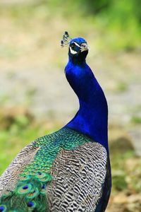 Close-up of a peacock