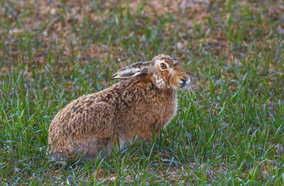 Side view of an animal on land