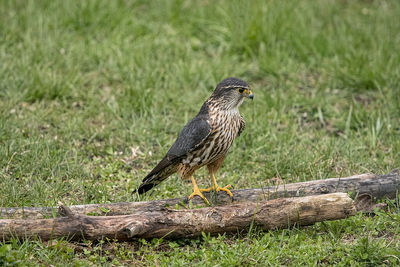 Merlin waiting for prey to come