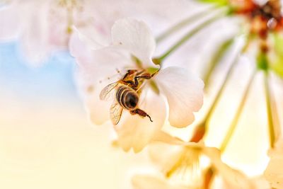 Close-up of bee on flower