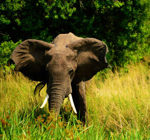 Elephant in a field