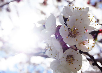 Close-up of fresh white flowers blooming on tree