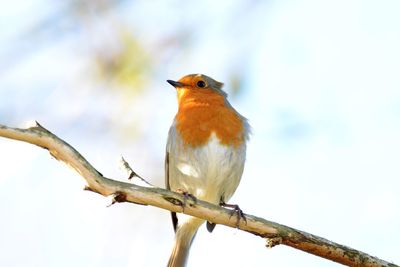 Low angle view of bird perching on branch against sky