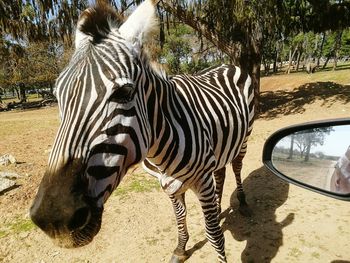 Zebra standing on field