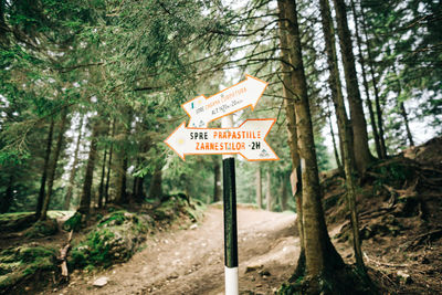 Road sign by trees in forest