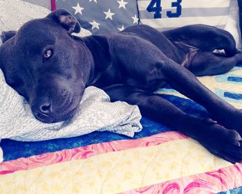 Close-up of dog resting on bed