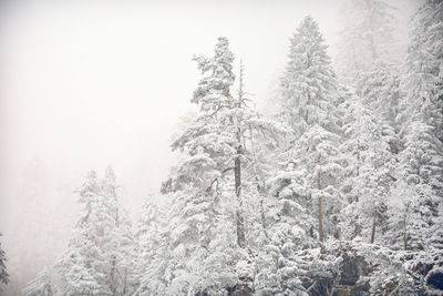 Snow covered pine trees in forest against sky