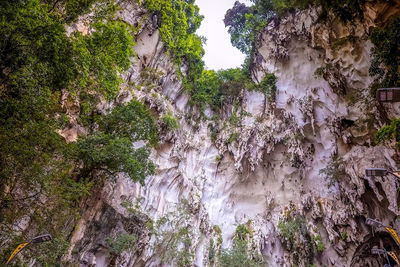 Low angle view of plants growing on rock