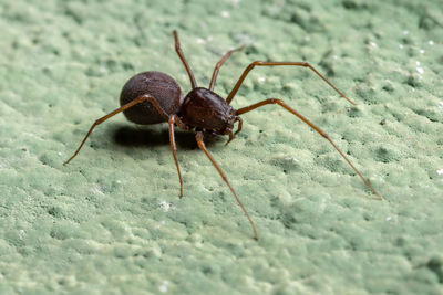 Close-up of ant