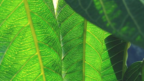 Close-up of green leaves