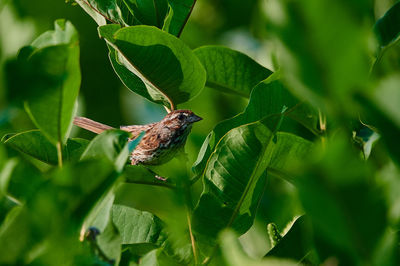 Close-up of butterfly on leaf