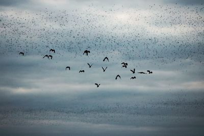 Birds flying over dark background