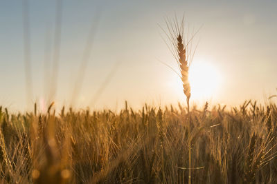 Close-up of wheat growing on field against sky